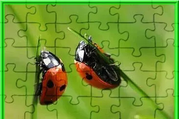 Coccinelle jigsaw puzzle