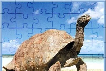 Tortues géantes jigsaw puzzle