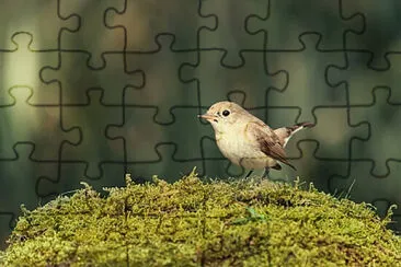 Toy jigsaw puzzle