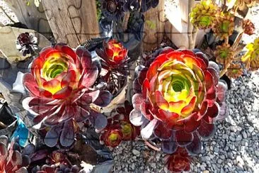 AEONIUM