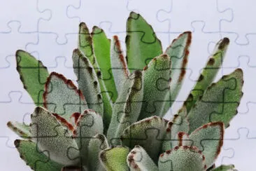 פאזל של KALANCHOE TOMETOSA