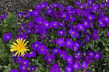 Dandelion in purple flowers