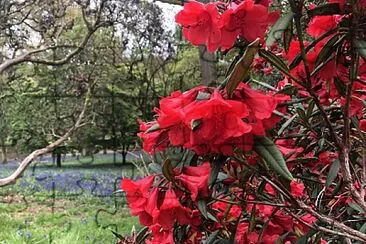 Rhododendron   bluebells, Winkworth, Surrey jigsaw puzzle