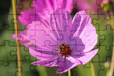 Toy jigsaw puzzle