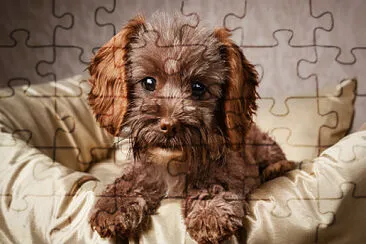 perrito jigsaw puzzle