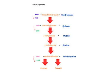 פאזל של glicolise fase 2