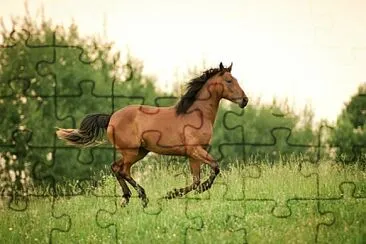  jigsaw puzzle