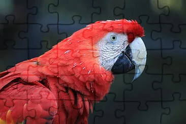 Toy jigsaw puzzle