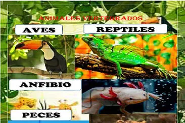 פאזל של animales vertebrados