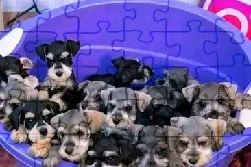 perro jigsaw puzzle