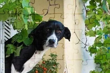 perro jigsaw puzzle