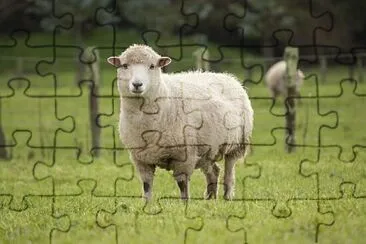  jigsaw puzzle