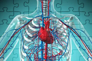 Es el organo principal del sistema circulatorio jigsaw puzzle