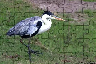 Toy jigsaw puzzle