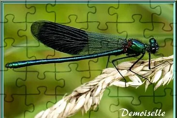 פאזל של Libellule Demoiselle