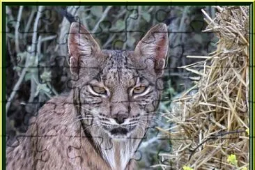 Lynx