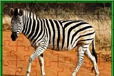 Zebre jigsaw puzzle