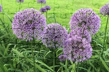 פאזל של Alliums at Buscot Park