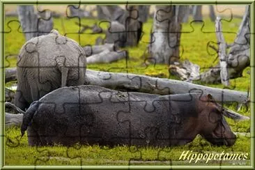 פאזל של Hippopotames