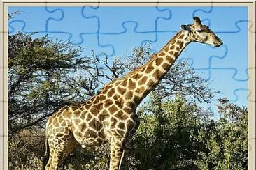 Girafe jigsaw puzzle