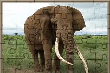 פאזל של Elephant d 'Afrique