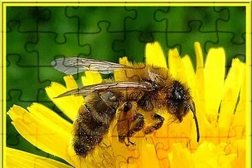 Abeille jigsaw puzzle