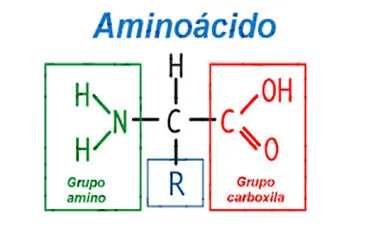 moléculas de proteinas