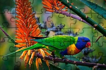 Lorikeet