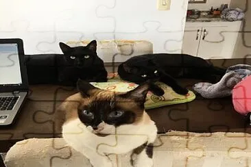 Gatos jigsaw puzzle