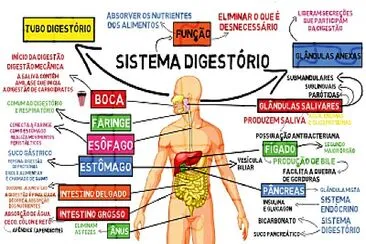 פאזל של Sistema Digestório