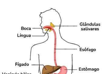 Sistema Digestório