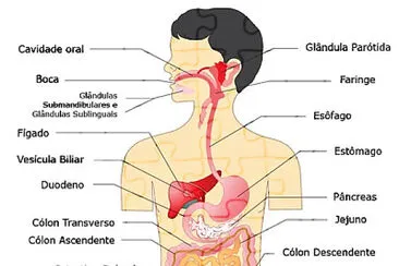 פאזל של Sistema Digestório