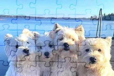 perro jigsaw puzzle