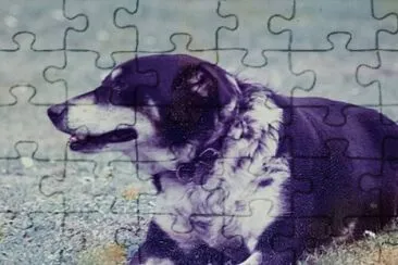 Dog jigsaw puzzle