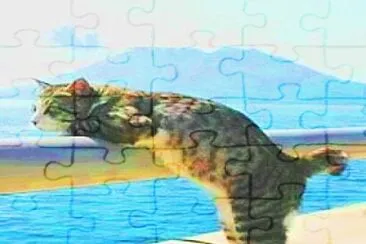 gato jigsaw puzzle