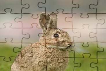 conejo jigsaw puzzle