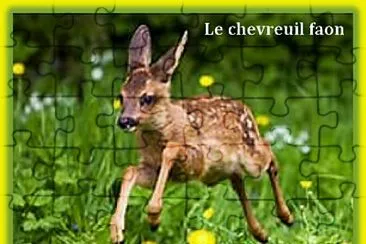 Faon Chevreuil jigsaw puzzle