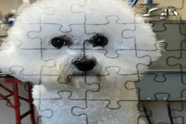 Jesse2 jigsaw puzzle