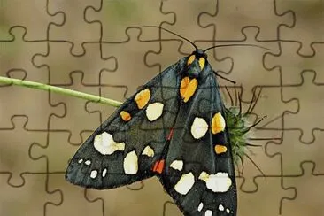 . jigsaw puzzle