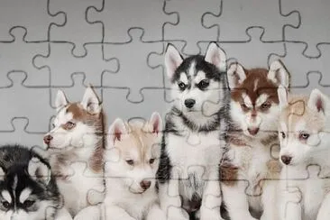 פאזל של Huskies