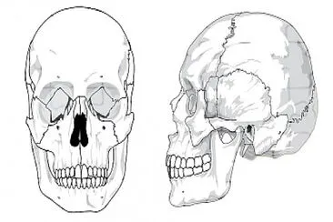 partes del craneo