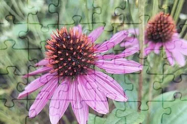 Purple echinacea flower jigsaw puzzle