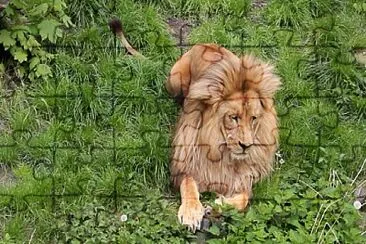 Angolan Lion