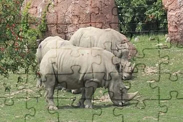 White rhinoceros