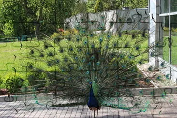 פאזל של The Indian Peafowl