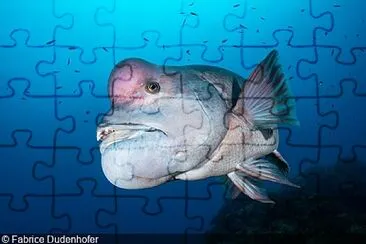 kobudai fish jigsaw puzzle