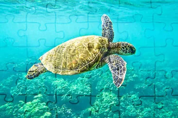 green turtle jigsaw puzzle