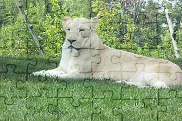 White Lioness