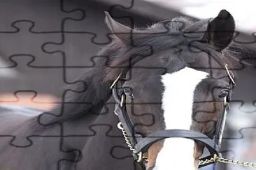 Cavalo jigsaw puzzle