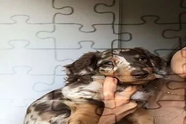 Doggo! jigsaw puzzle